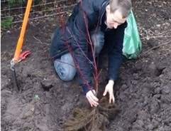 How to grow bare root plants